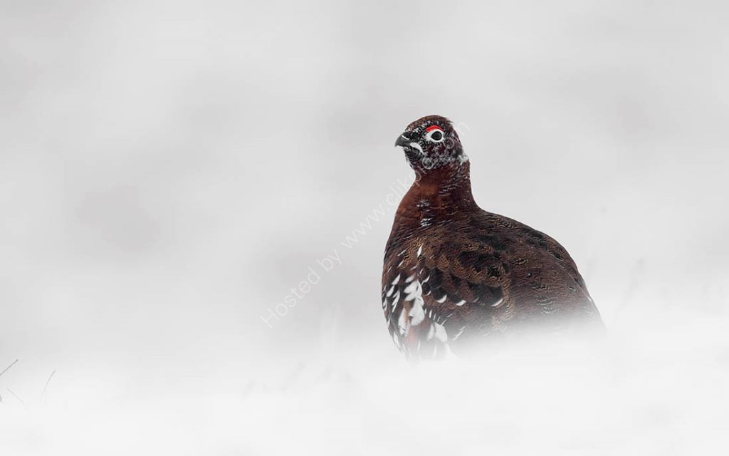 Red in Snow