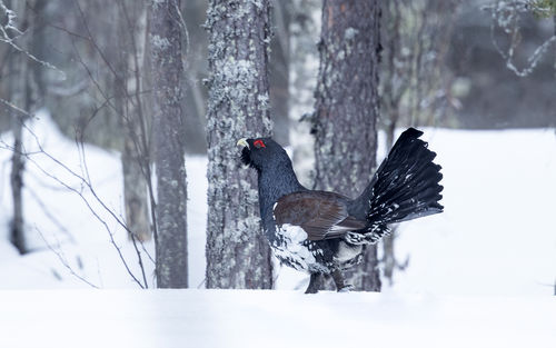 Caper in Snow