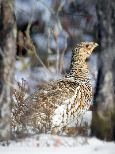 Female Capercaillie