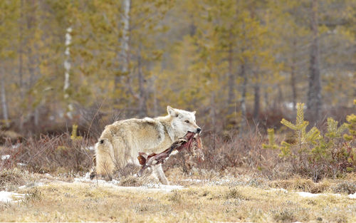 Wolf with Meat