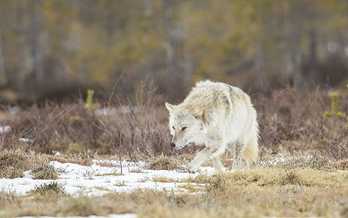 Approaching Wolf