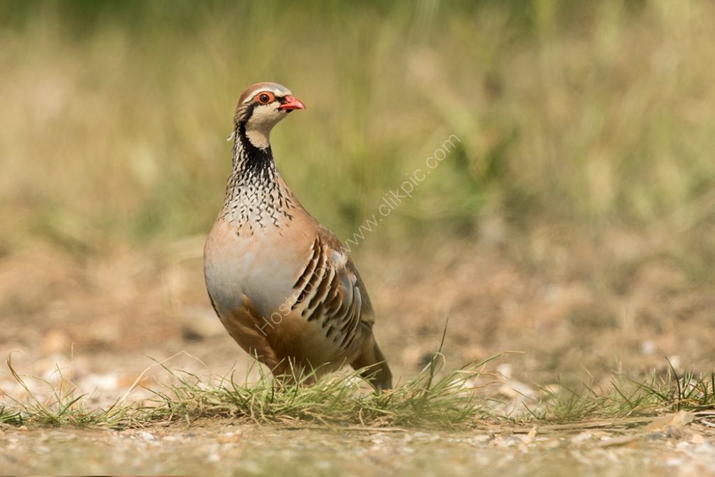 Red Legged Partridge
