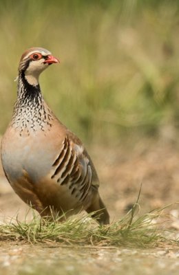 Red Legged Partridge