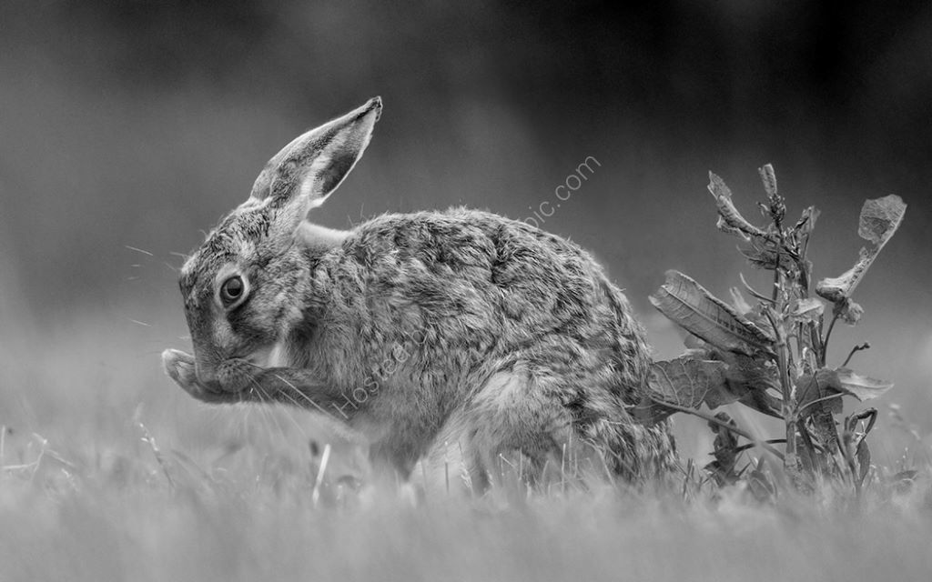 Mono Hare