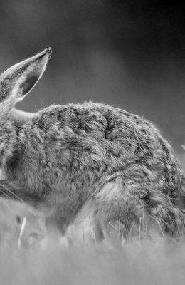 Mono Hare