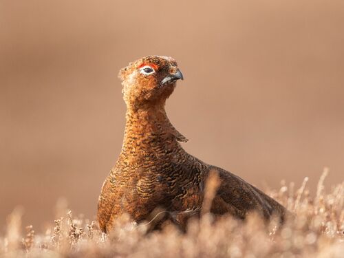 In the Heather