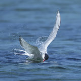 Arctic Turn Feeding
