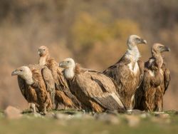 A Group of Vultures