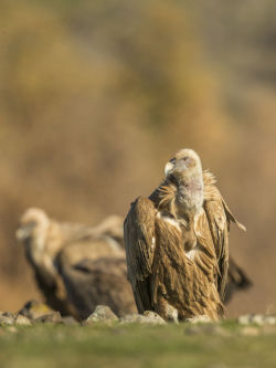 Vulture 3