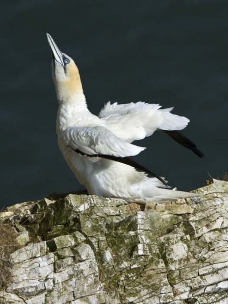 Gannet 3