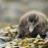 Eider Chick