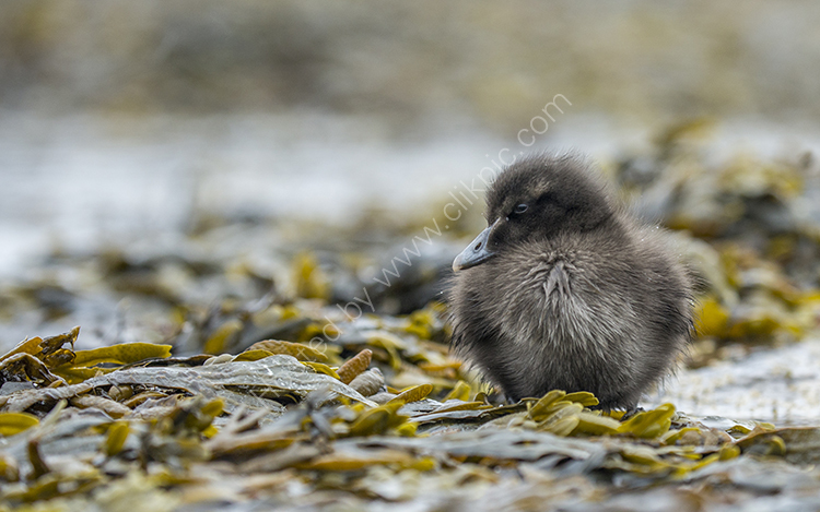Eider Chick in Seaweed