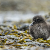 Eider Chick in Seaweed
