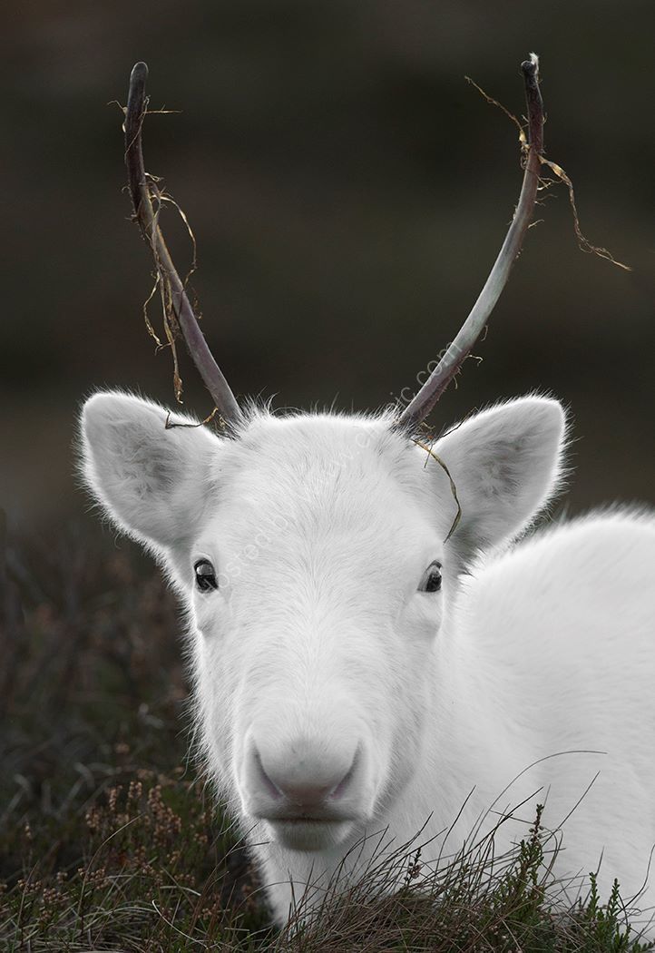 White Reindeer