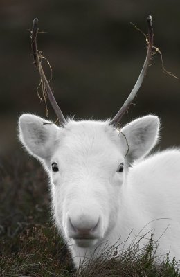 White Reindeer