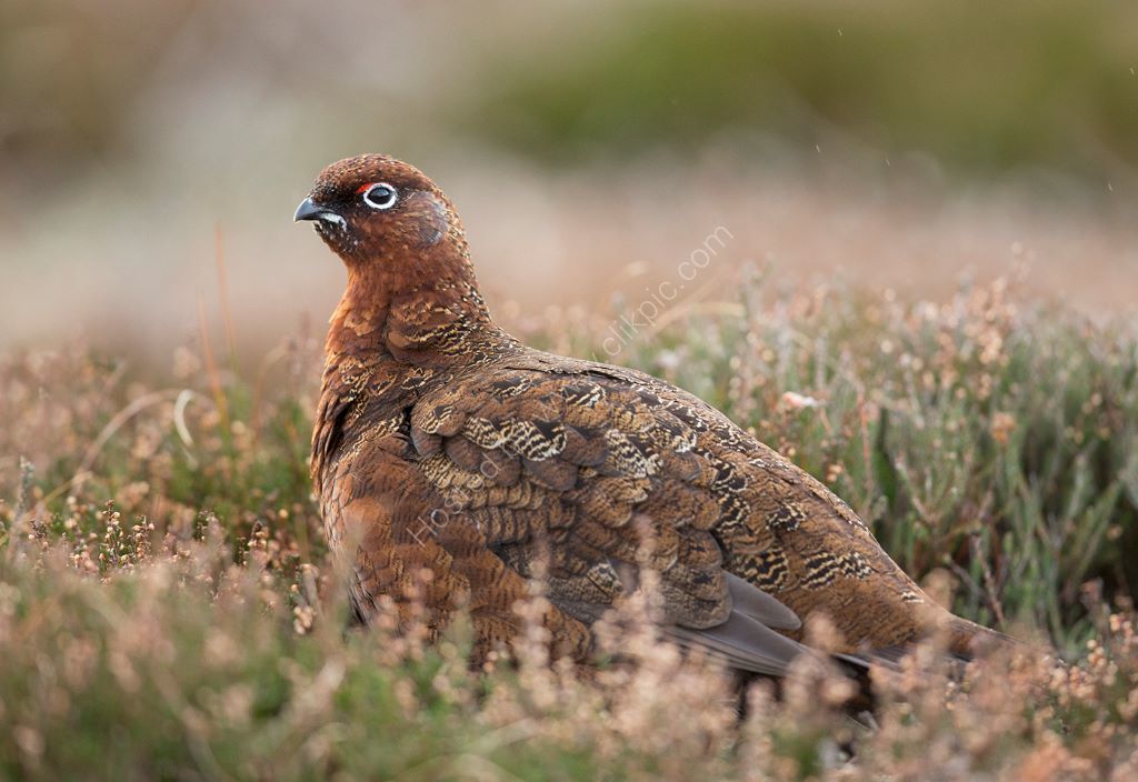 Male Red in Heather 2