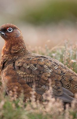 Male Red in Heather 2