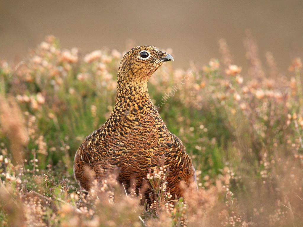 Female Red in Golden Light