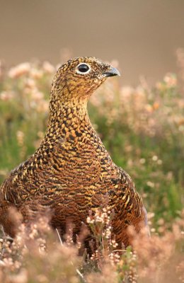 Female Red in Golden Light