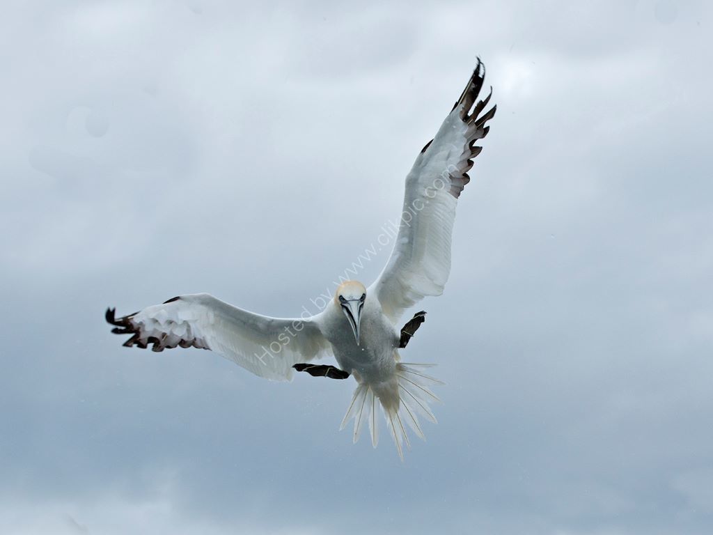 Diving Gannet