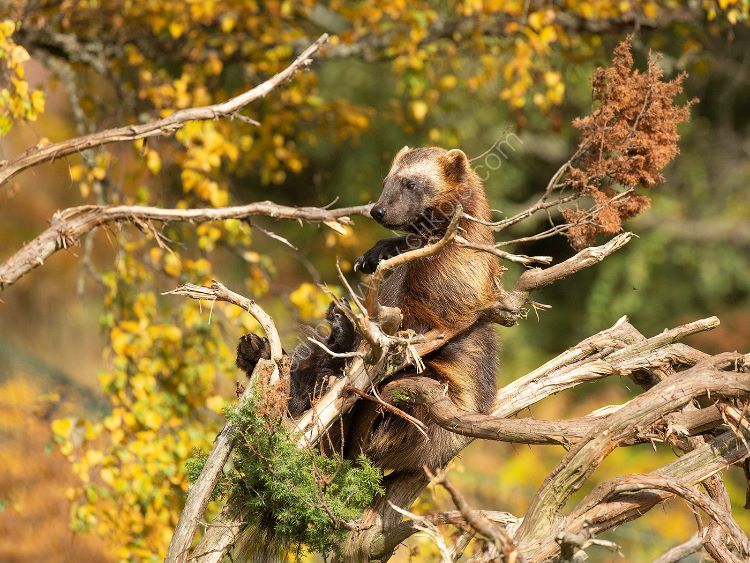 Wolverine in Autumn