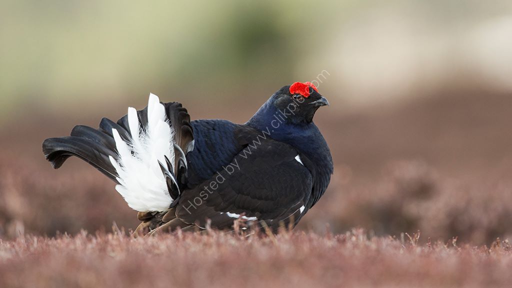 Leking Male Grouse