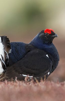Leking Male Grouse