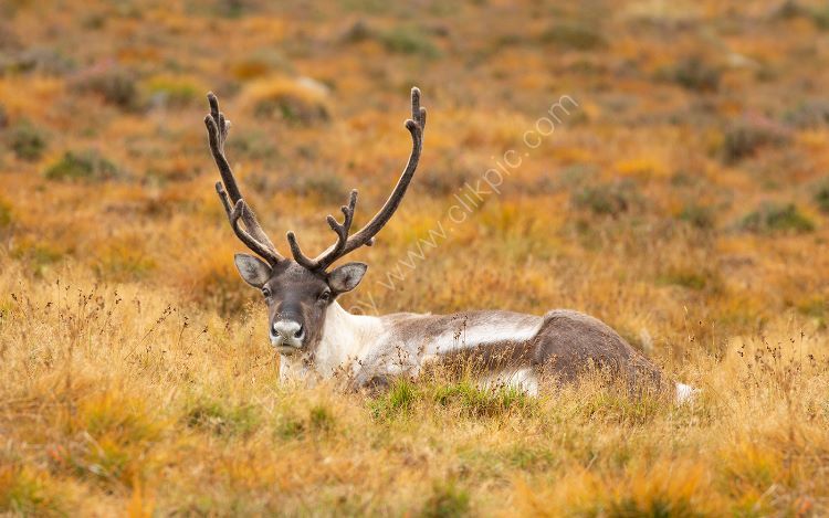 Resting Stag in Autumn