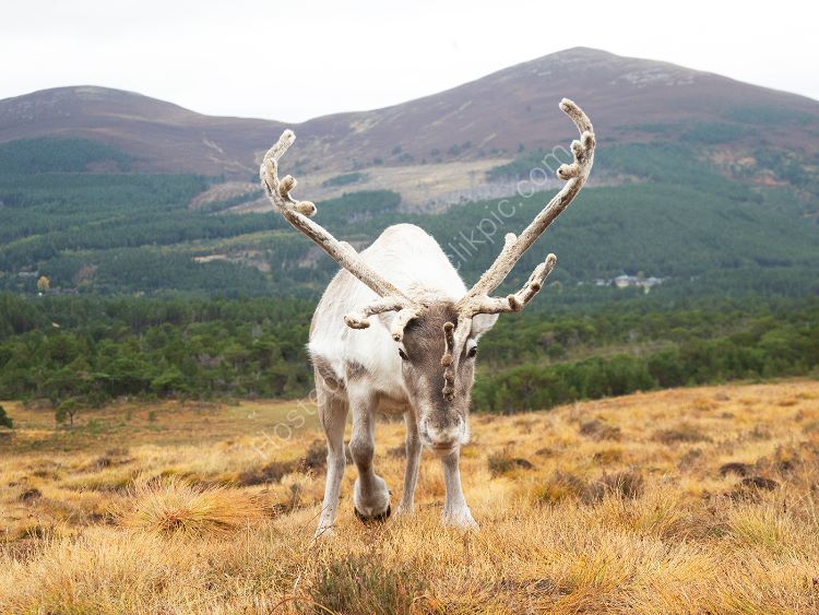 Charging Deer