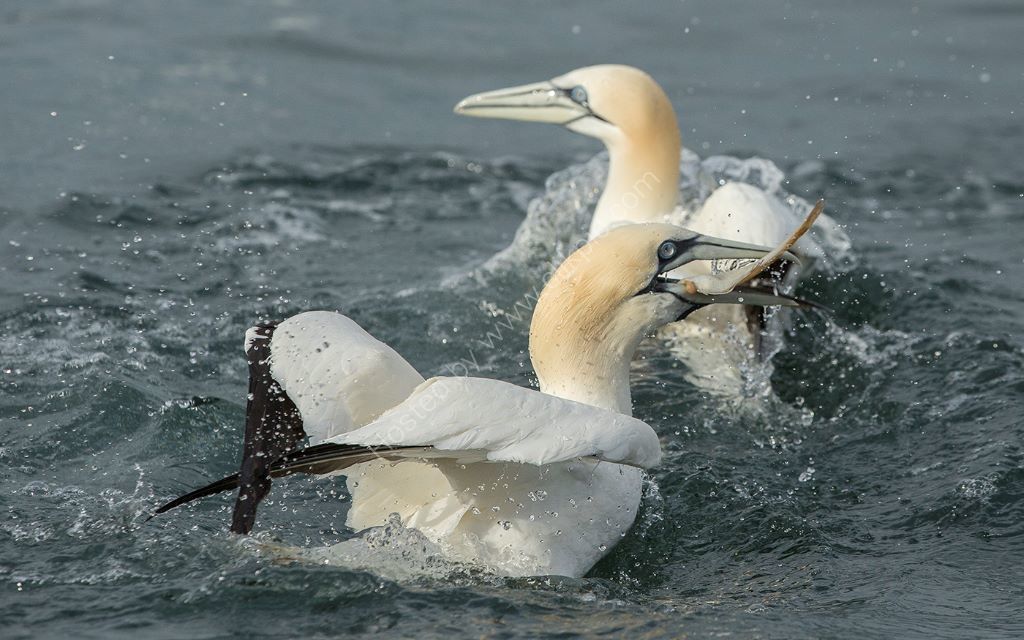 Fishing Gannet
