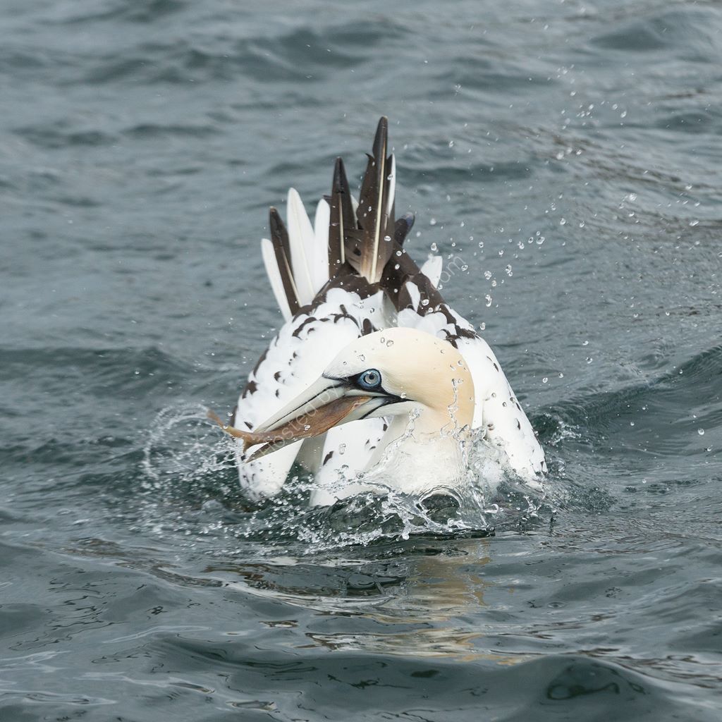 Fishing Gannet 2