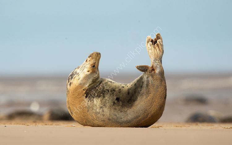 Sunning Seal