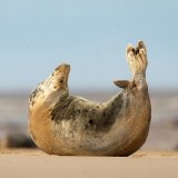 Sunning Seal