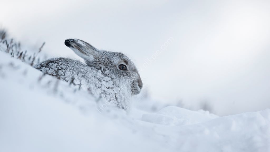 Hare in Snow 4