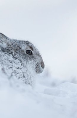 Hare in Snow 4