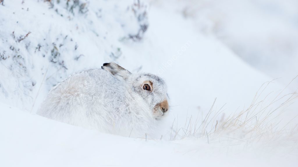 Hare In Snow 5