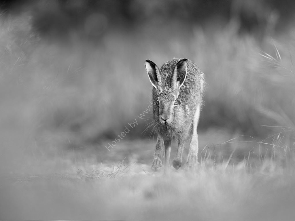 Mono Hare 2