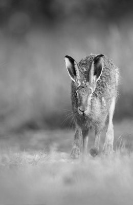 Mono Hare 2