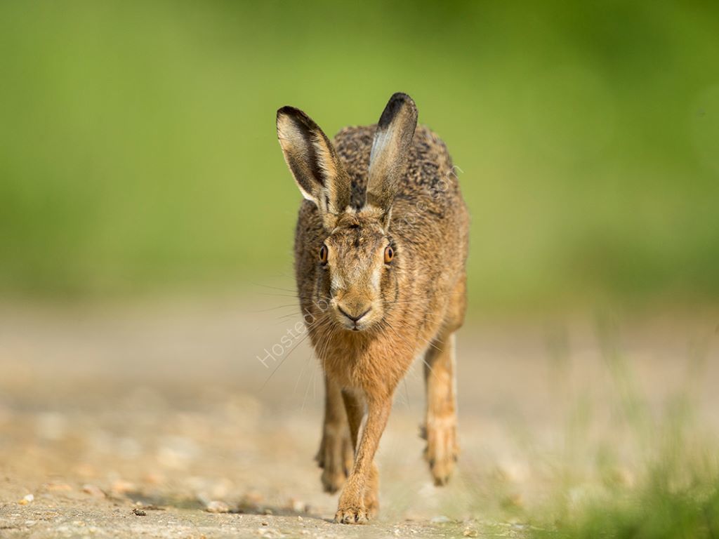 Running Hare 2