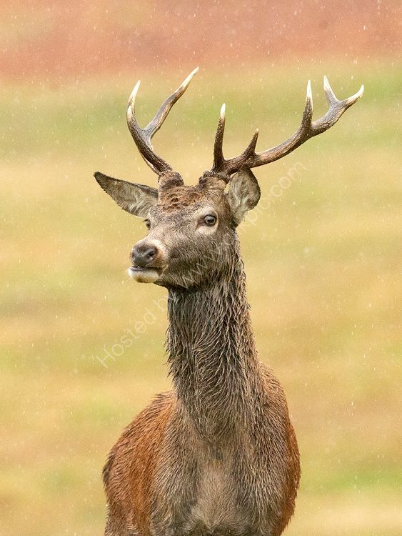 Stag in Rain