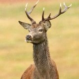 Stag in Rain