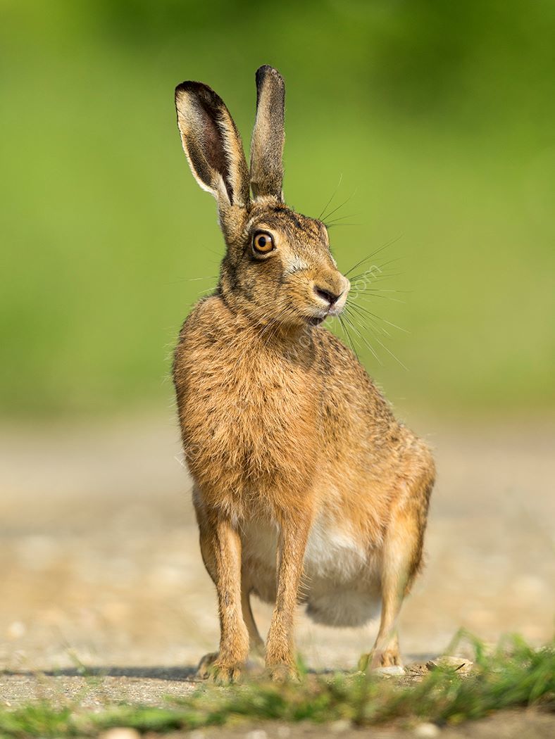 Hare In Sunshine