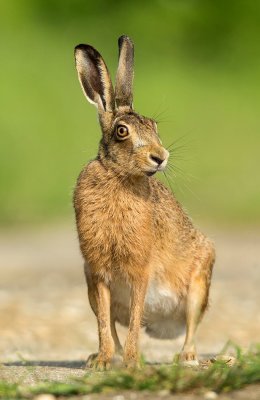 Hare In Sunshine
