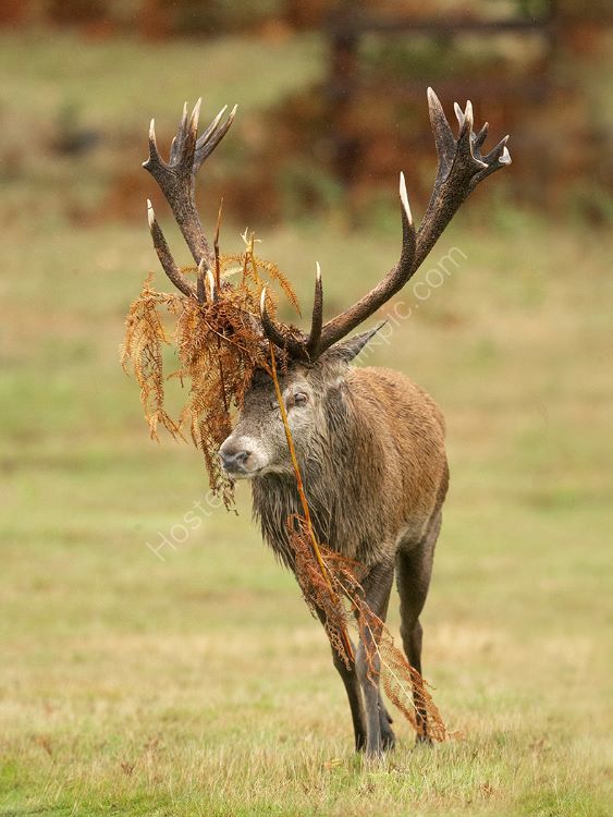 Ferns on Stags Head