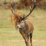 Ferns on Stags Head