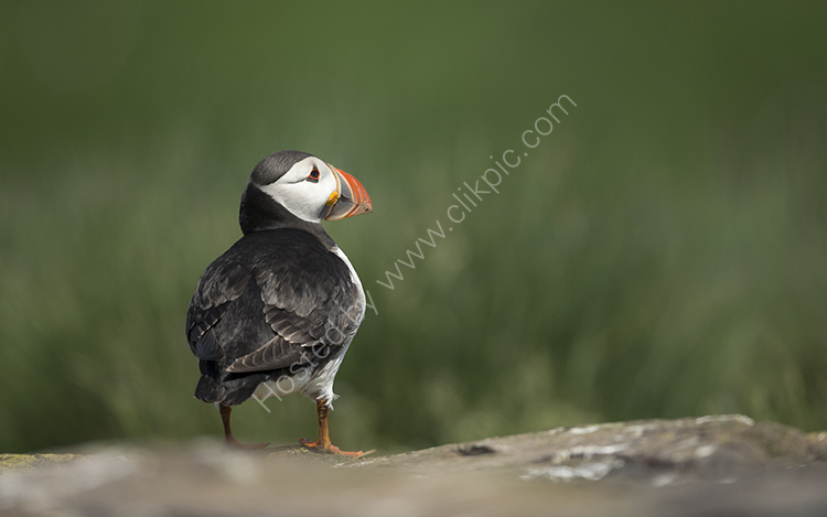 Puffin in Grass