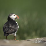 Puffin in Grass