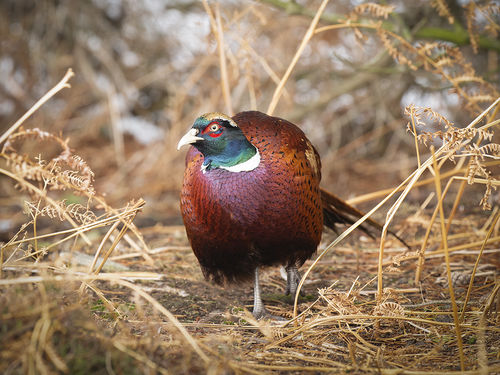 Male Pheasant