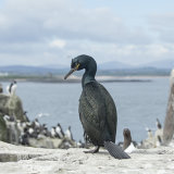 Shag Between Rocks