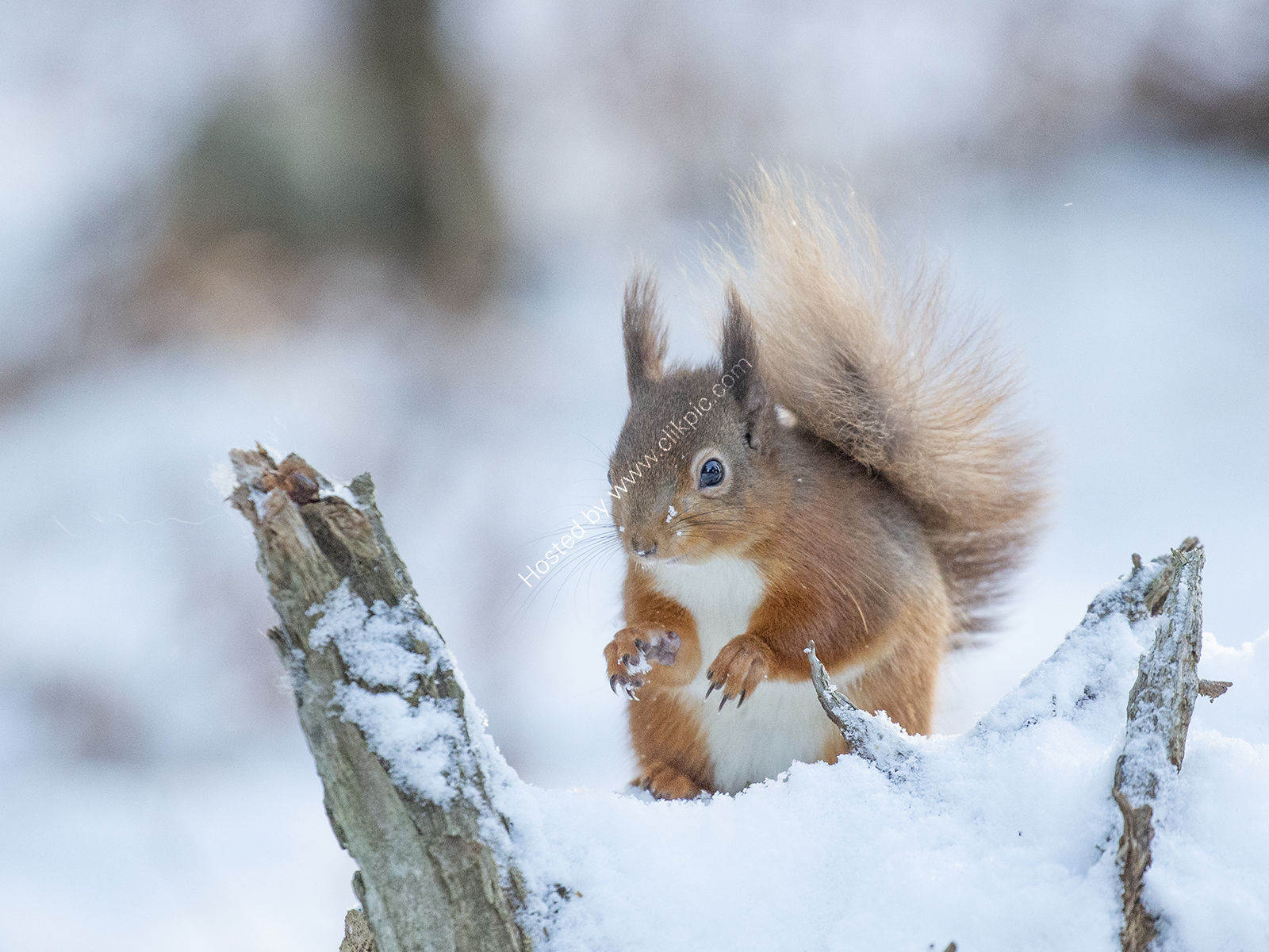Red in Snow 2